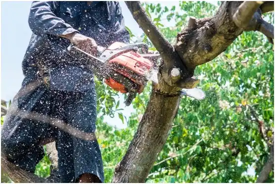 tree services Yoncalla